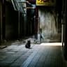 黒猫🐈‍⬛／ガブオリジナル