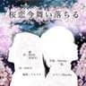 🎧桜恋 今 舞い落ちる