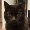 ABC   黒猫