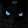 黒猫～Adult Black Cat～
