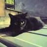 黒猫のタンゴ