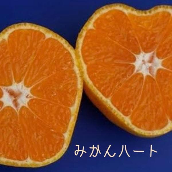 お気に入り🎶