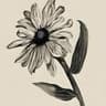 rudbeckia - 목성